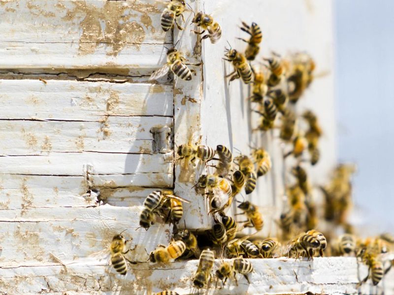Bees at hive