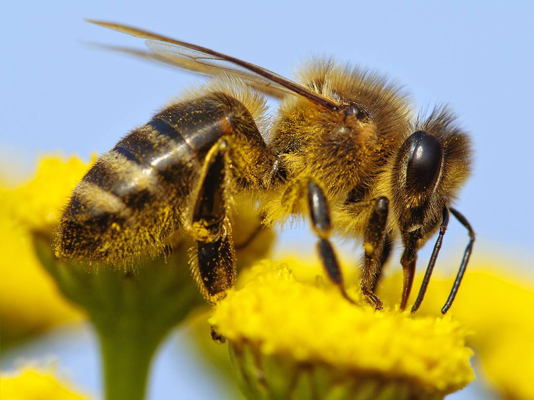Why is bees so important?