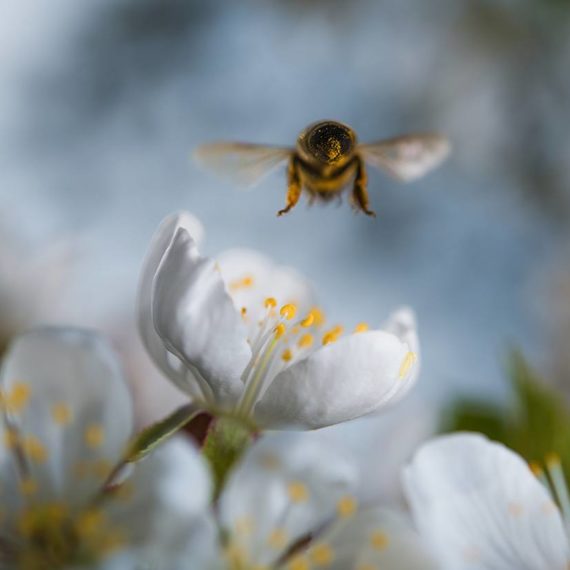 Bee freindly gardening