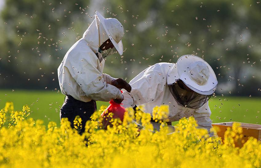 Beekeepers working