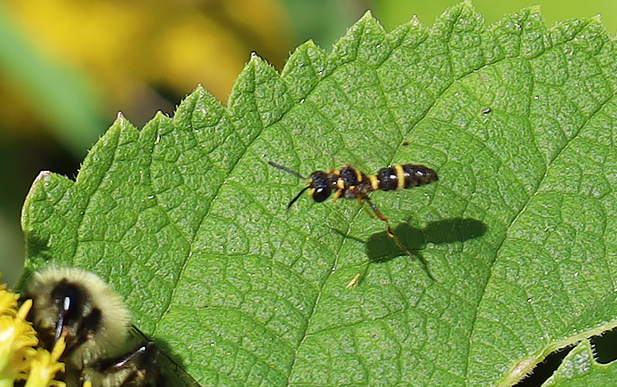 Wasp on leaf